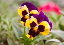 Pansies